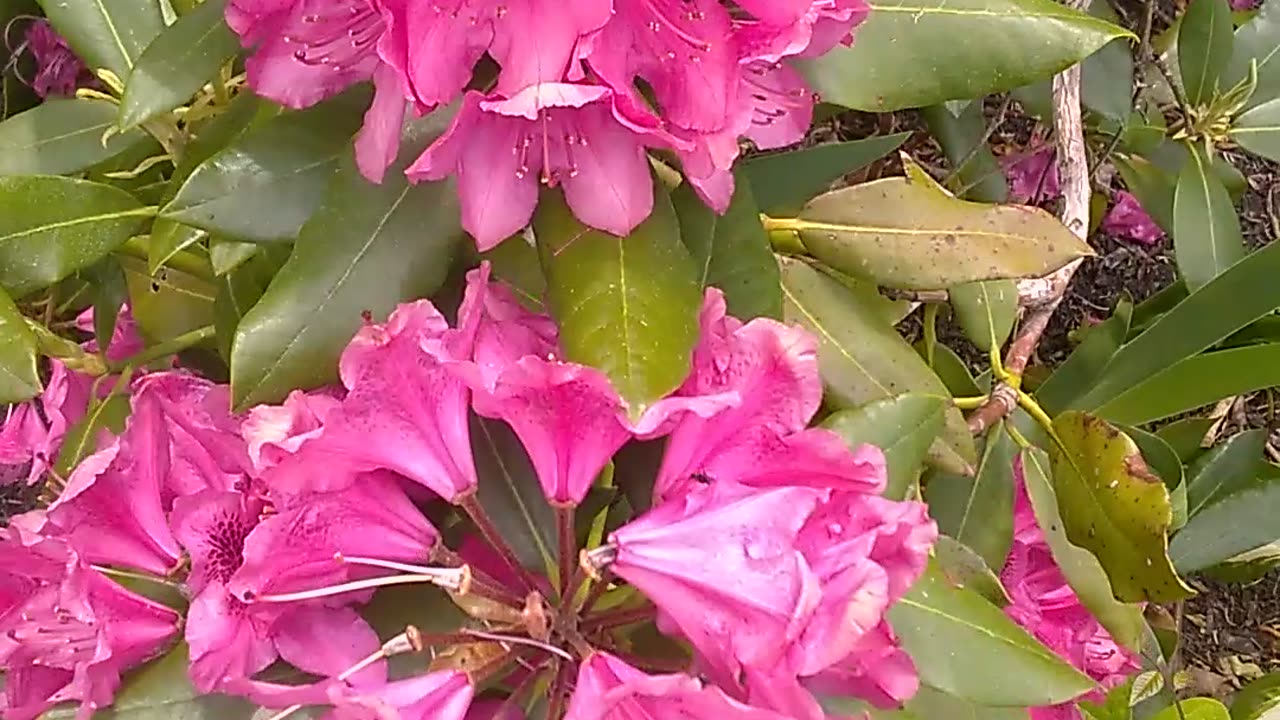 Azaleas