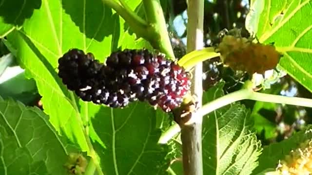 Mulberry tree with fruits #berry