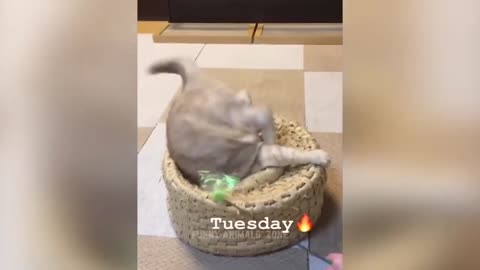 Funniest cats and dogs videos best funny animal videos 2023