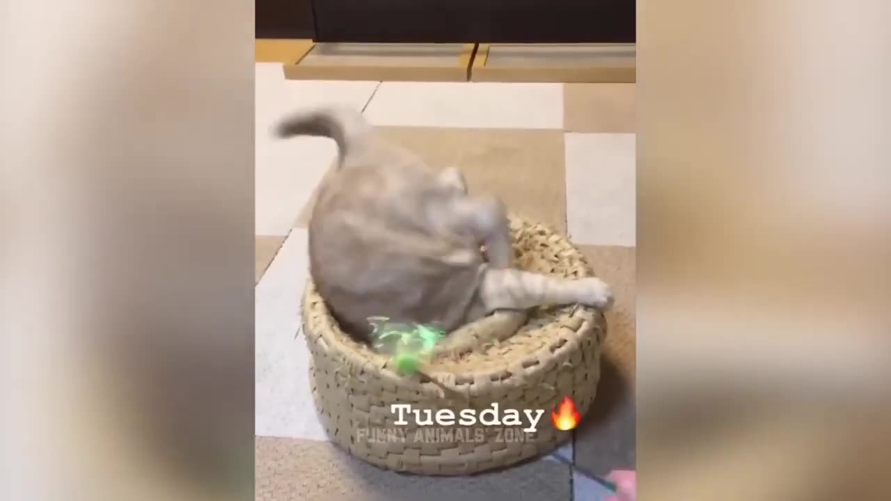 Funniest cats and dogs videos best funny animal videos 2023