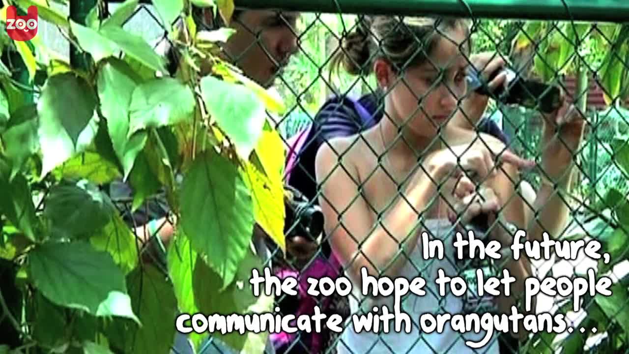 Orangutans Use iPads