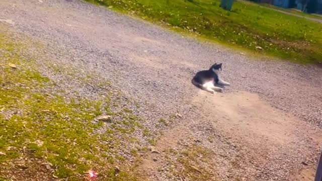 Cat Takes a Nap in a Cop Car