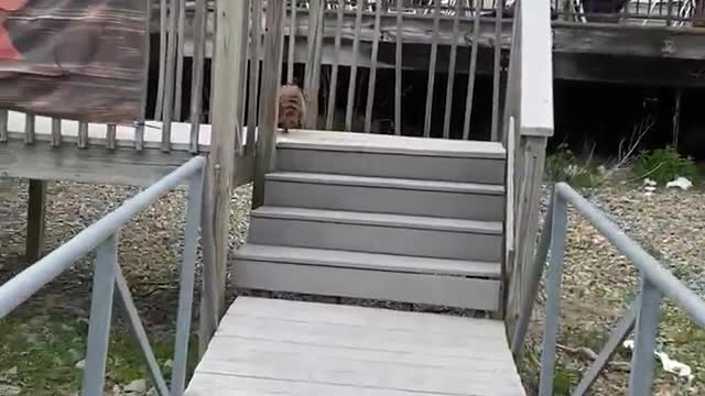 Raccoon Stows Away on Boat