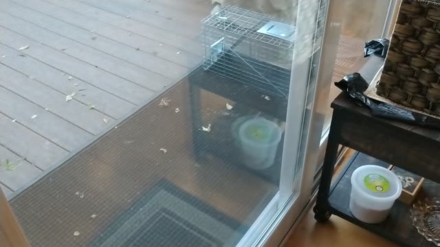 Unhappy Opossum