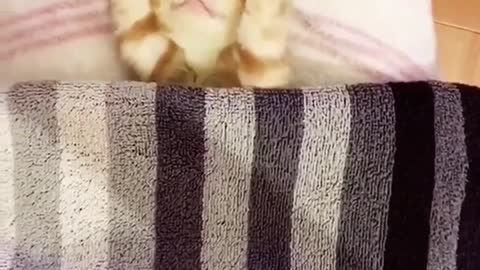 Cute kitten, give me a good mood every day