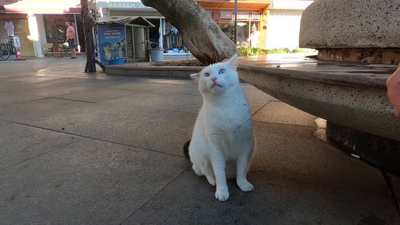 Odd eyed cat has an amazing beauty