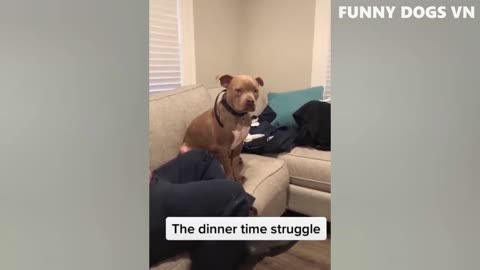 Funny Dog and Cat Videos that Will Leave You in Stitches: A Hilarious Compilation for Animal Lovers