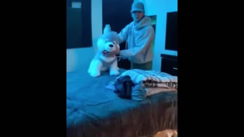 Axel the Young Husky copy a peluche