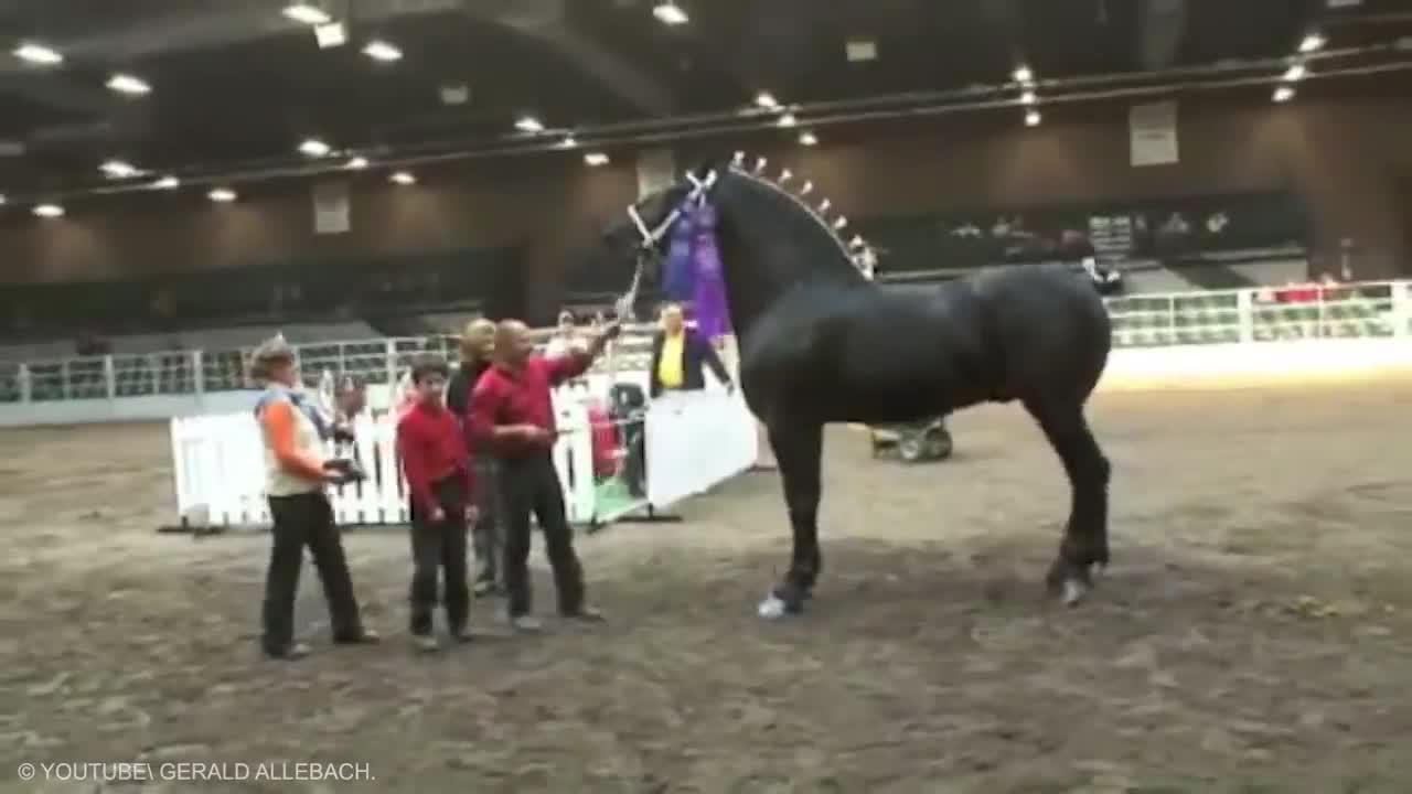 Most Powerful Horse Breed in the world