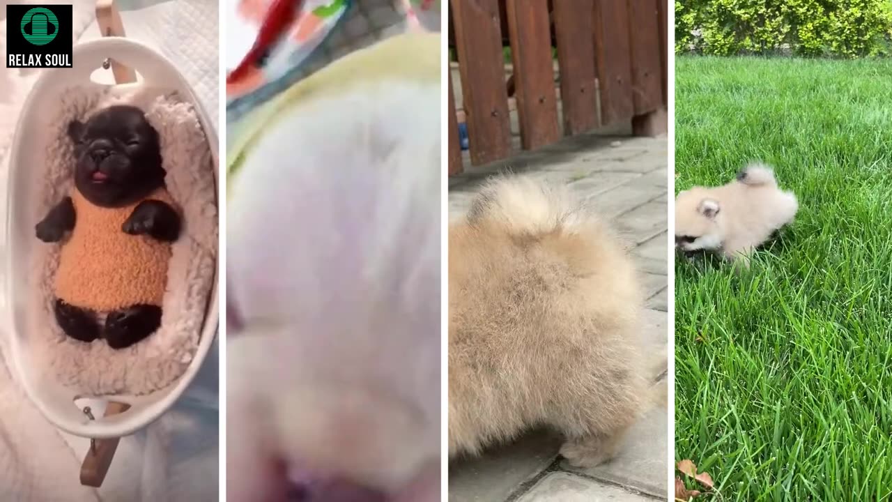 Relaxing Pets Funny Dogs & Cats Music Video