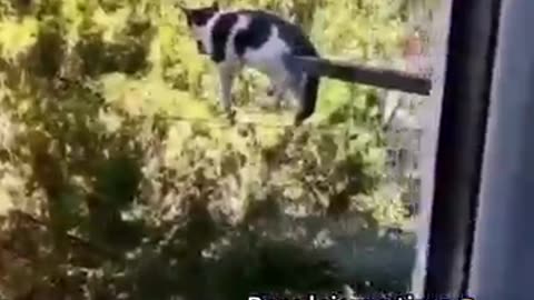 Funniest cats🐱In The World😂 Funny and Fails Pets Video #shorts #54 #cats #funny #animals
