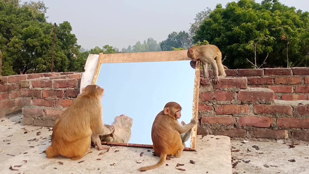 Monkey vs Mirror Funny Video 2022 can't Stop Laughing