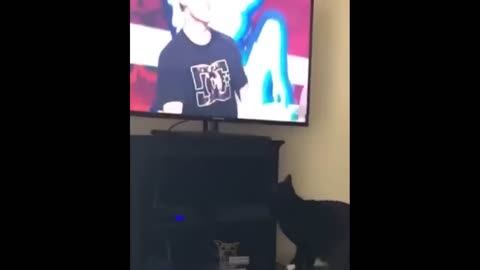 Funniest Animals Videos 2023 , Try Not To Laugh Funny Dogs And Cat