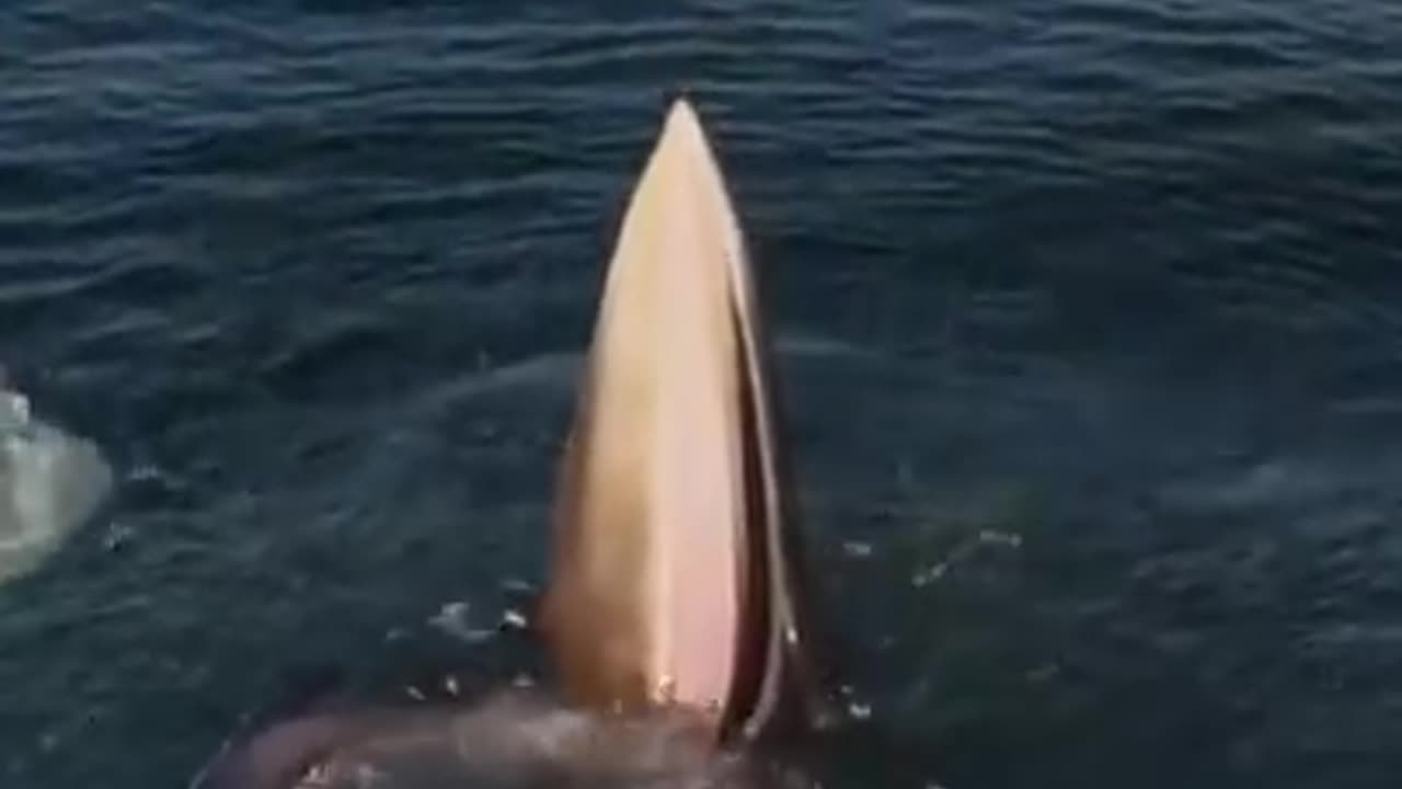 How The Blue Whale Eats Fish!!!