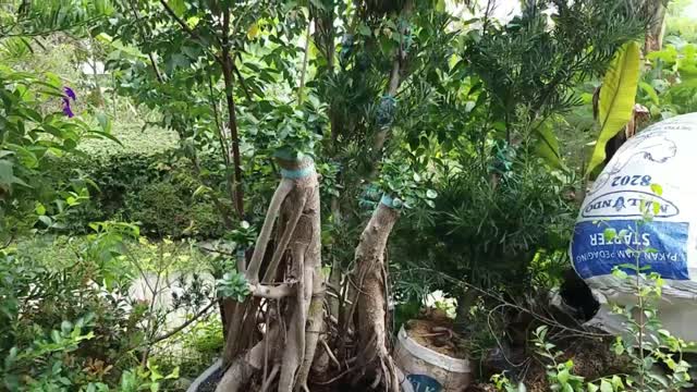 Big Bonsai Ficus Microcarpa var. Green Island