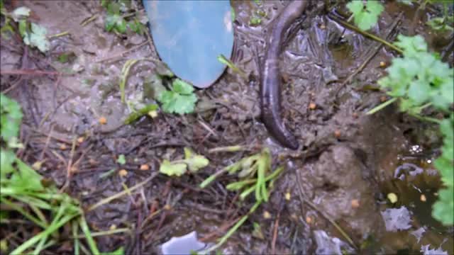 Giant Gippsland Earthworm flooded out of it's burrow_Cut