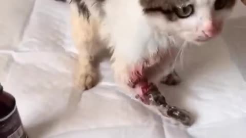 OMG_ I_m so sorry for this cat-- _ his leg was injured so badly--(720P_HD)