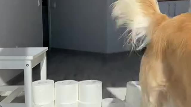 My Dog Surprises Us With Great Jumping Skills