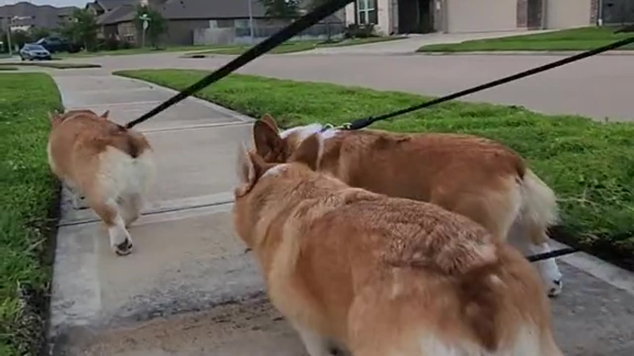 When the gang gets together! 🐶❤️