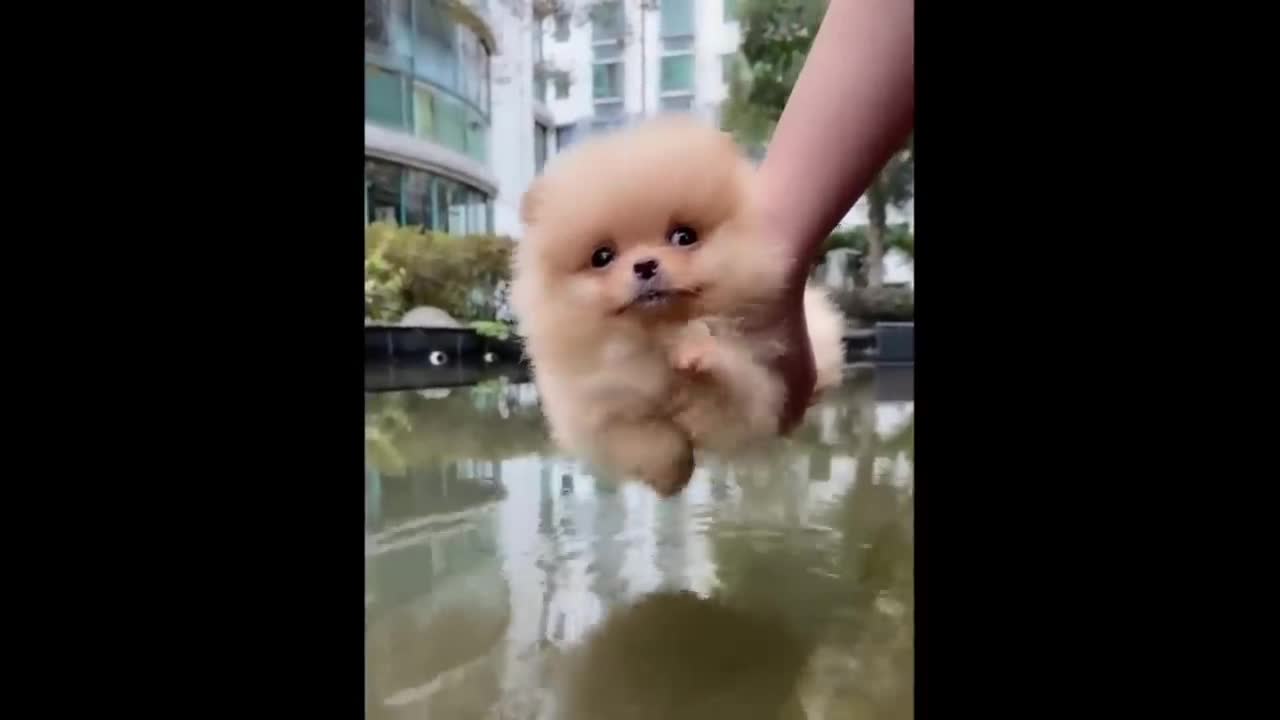 Tilt-headed puppy