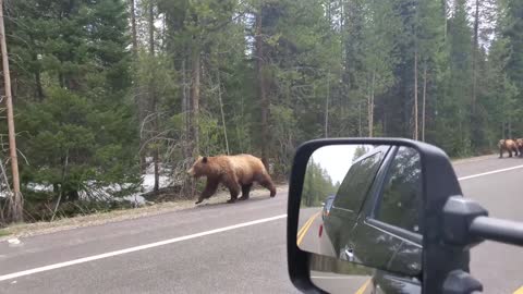 Campers Stop And Patiently Wait in Their Truck for Cubs to Pass