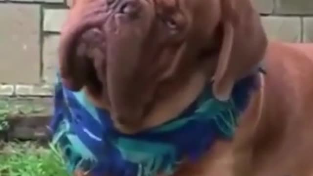 Funny Animal videos 2022 #animais engraçados