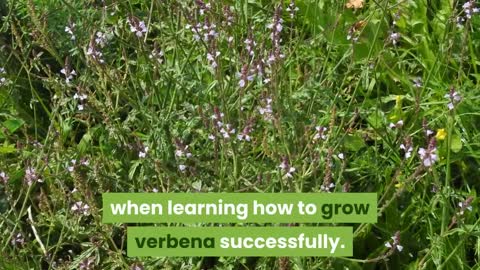How To Grow Verbena Plants