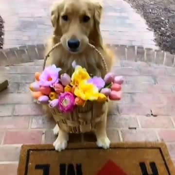 The dog attends. Rose basket. to its owner. at noon. Very enjoyable