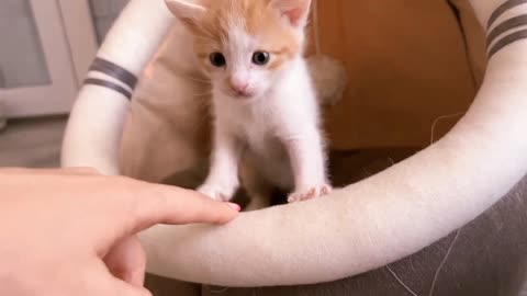 Mom Cat Plays with Her Son Tiny Kitten