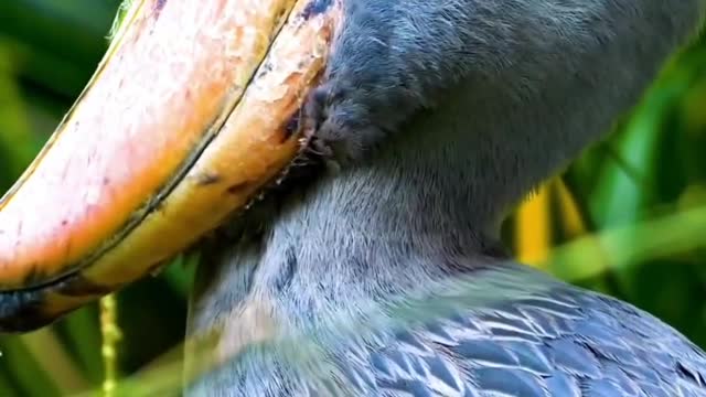 The Balaenicepsrex