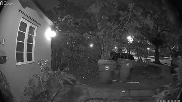 Savannah Cat Caught Growling at Housecat on Security Camera