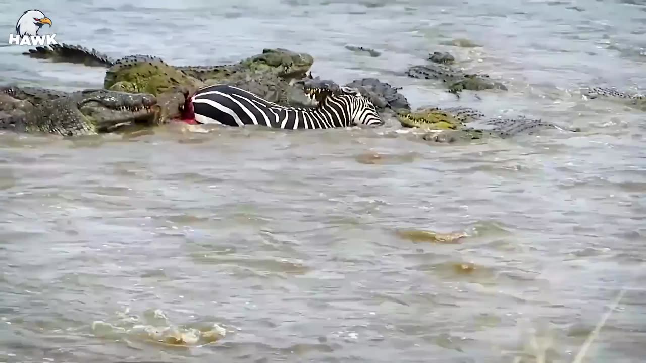 Animal Fight - 30 Moment When Evil Crocodile Suddenly Rushed To Bite The Poor Buffalo's Jaw Off