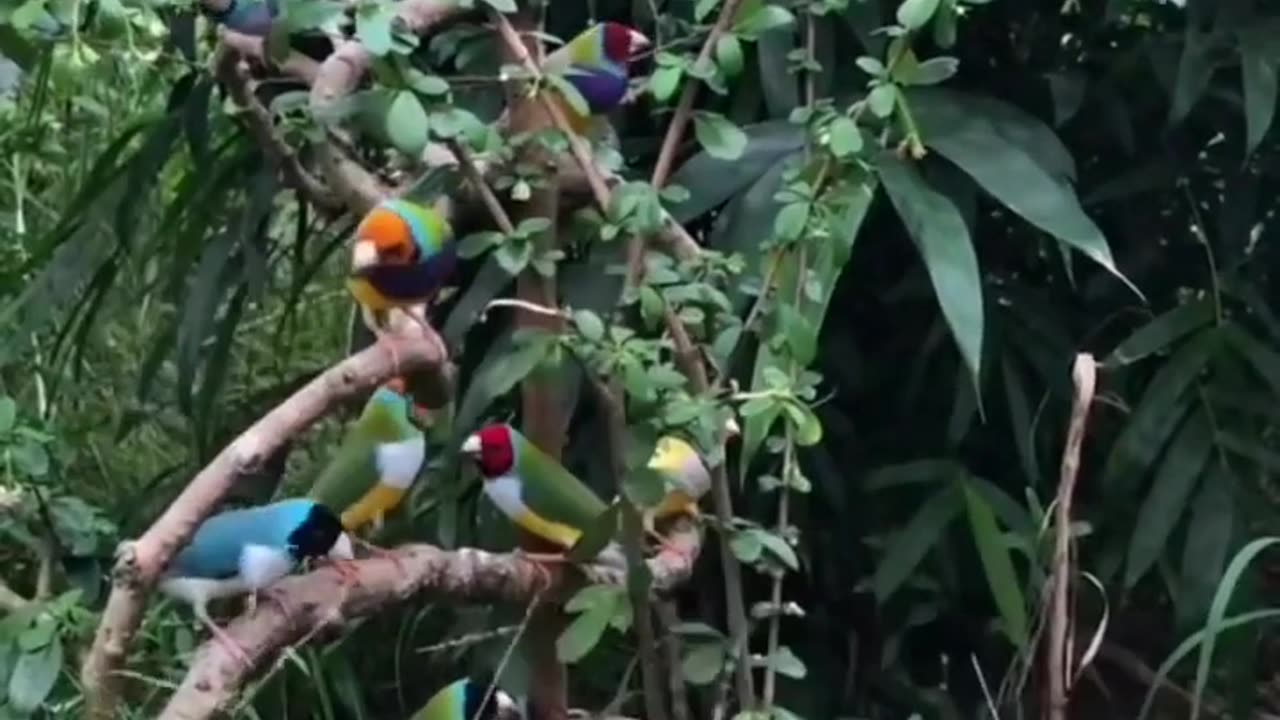 Bird bird play