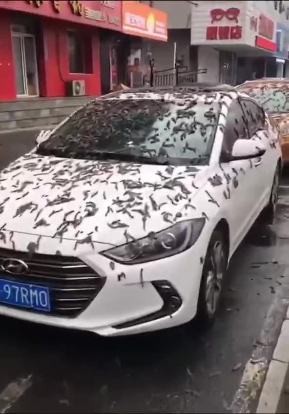 China citizens told to find shelter after it looked like it started to rain worms