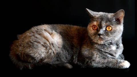 Cute Cat
