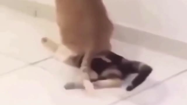Best funny video #42