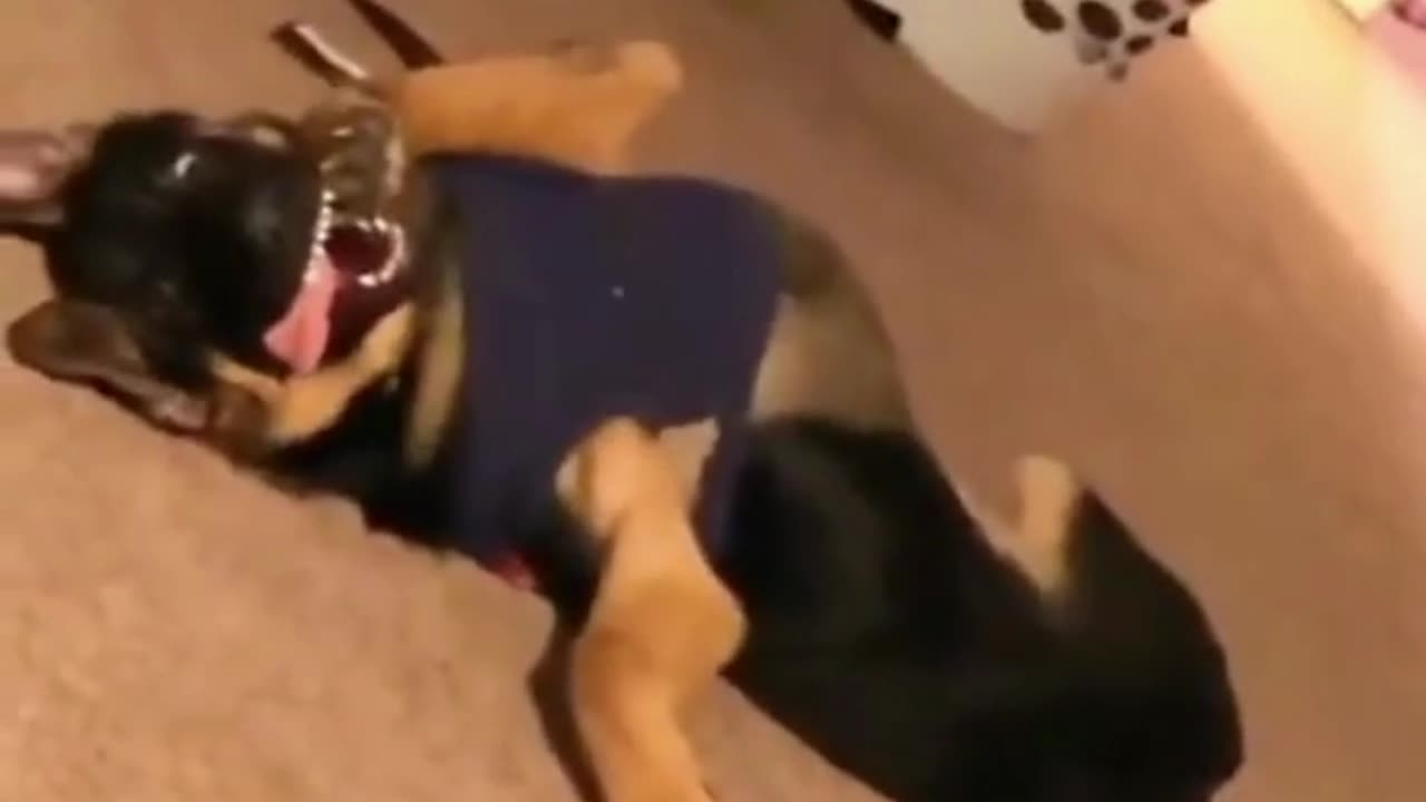 TRY NOT TO LAUGH 😆 Best Funny Videos Compilation 😂😁😆 Memes