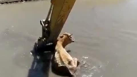 👍👍👍👍Respect to the excavator operator, saved a poor animal stuck in the mud