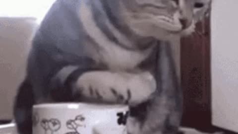 Cute Cat Gif