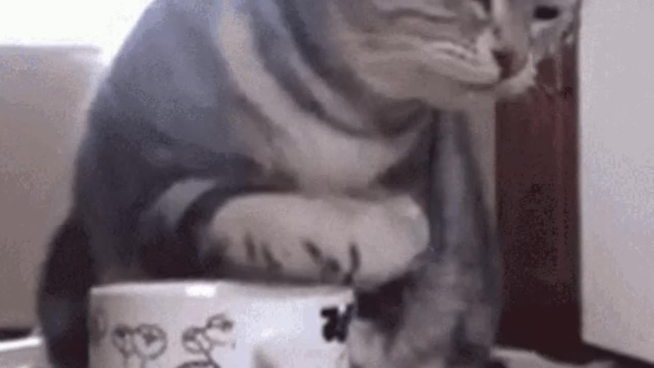 Cute Cat Gif