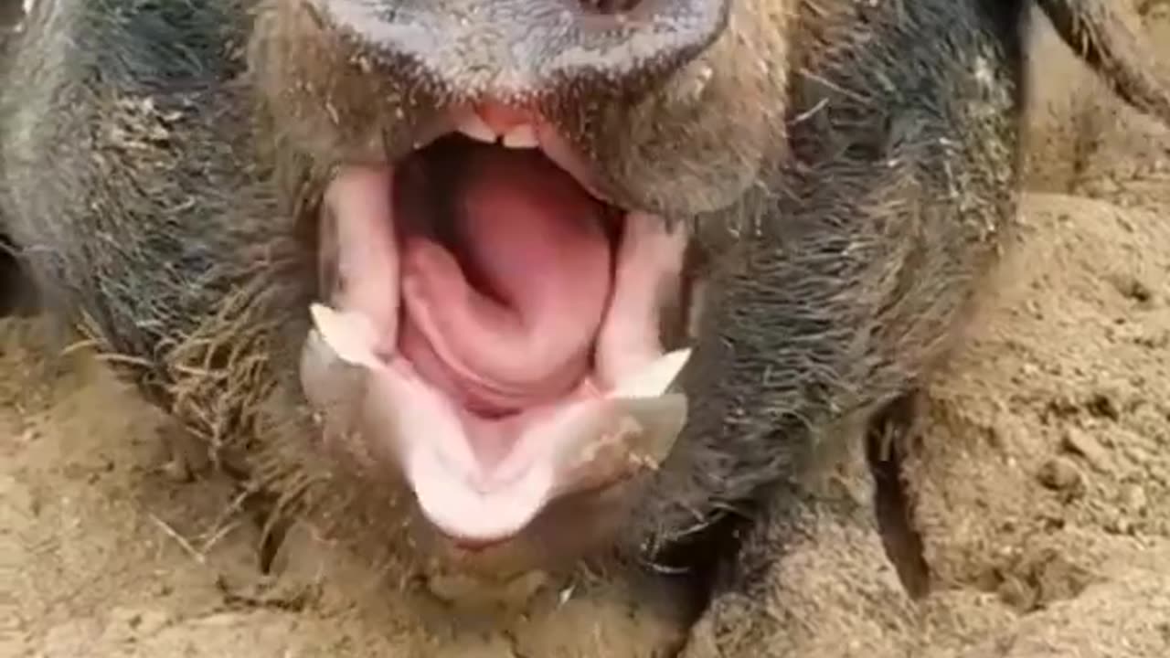 Pig vs man vfx funny video