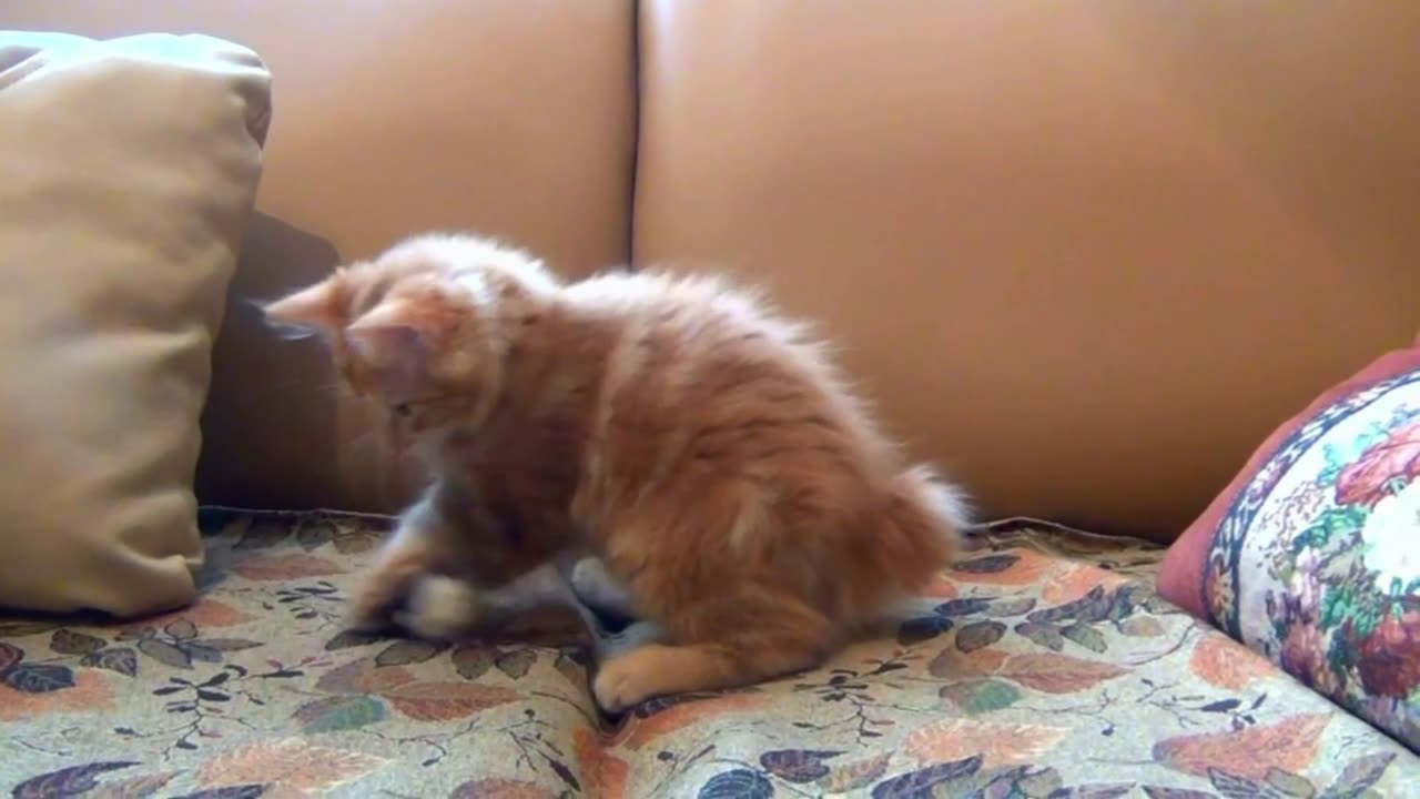 Cute Cat Playing and Eating