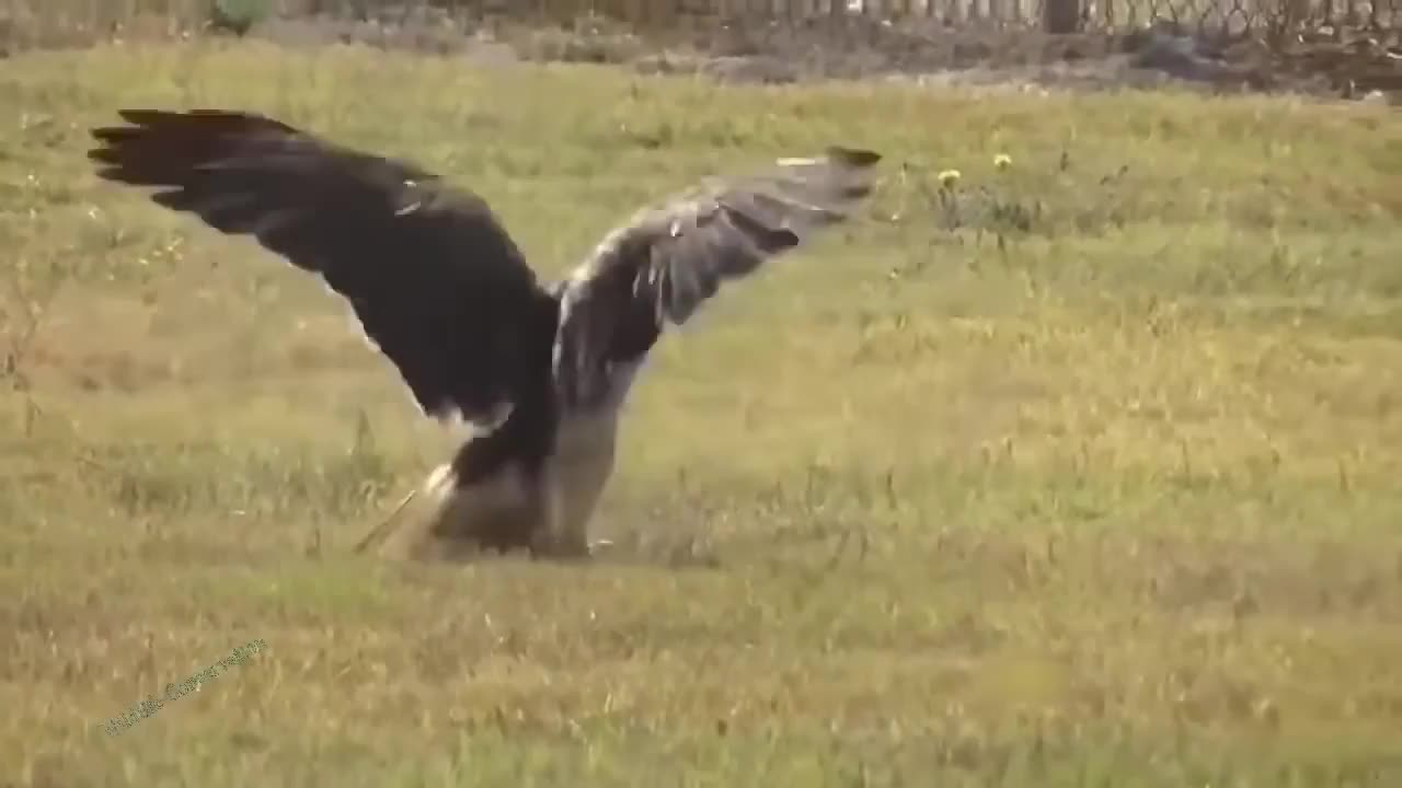 Big Bird Hunting