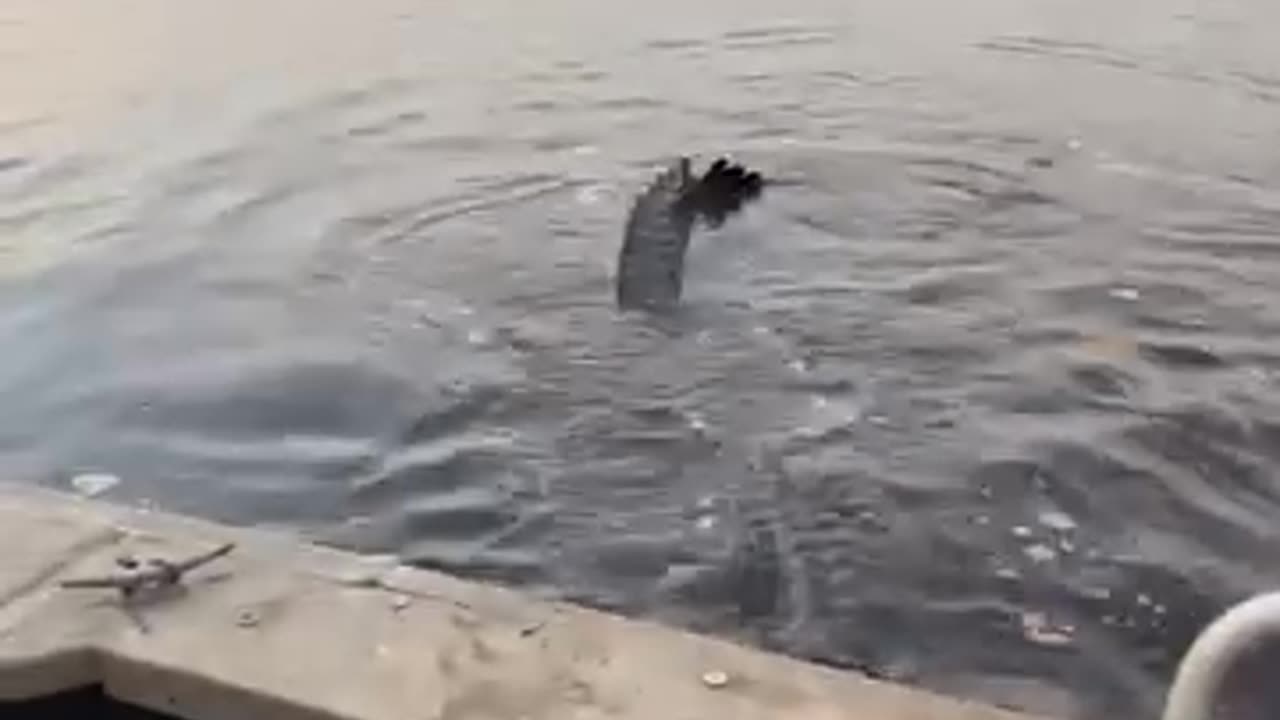 Crocodile Crashes Boat Party. Must Watch.