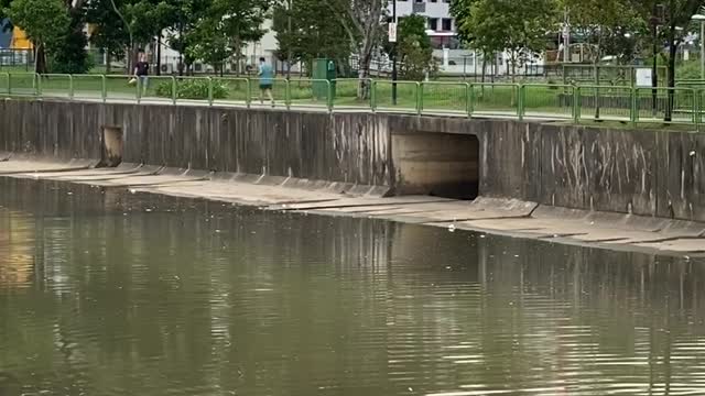 Bird Dives Into Water to Find Its Food