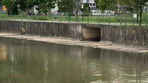 Bird Dives Into Water to Find Its Food