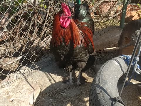 Spring sun and chicken 😍🐓🐔