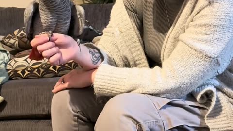 Funny cockatiel parrot bird, love story