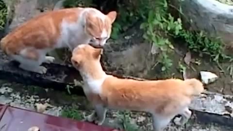 Fighting Cat 2