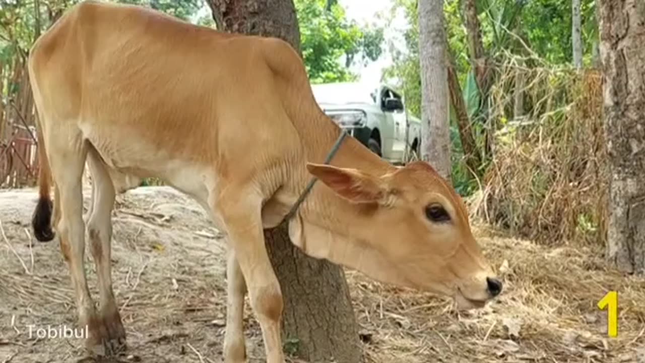 Have you ever heard the sound of a cow? Click on the video and hear the sound in a new way.